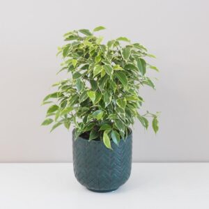 Ficus benjamina ‘Kinky’ - bonsai terárium | rastlinné terárium | nenáročné rastliny | čistiace vzduch rastliny | vlhkomilné rastliny | ťahavé rastliny | izbové rastliny do tieňa | rastliny na rozptýlené svetlo | rastliny na priame slnko | bezpečné rastliny pre deti | bezpečné rastliny pre zvieratá | rastliny do kúpeľne | zelená dekorácia | starostlivosť o rastliny | DIY terárium