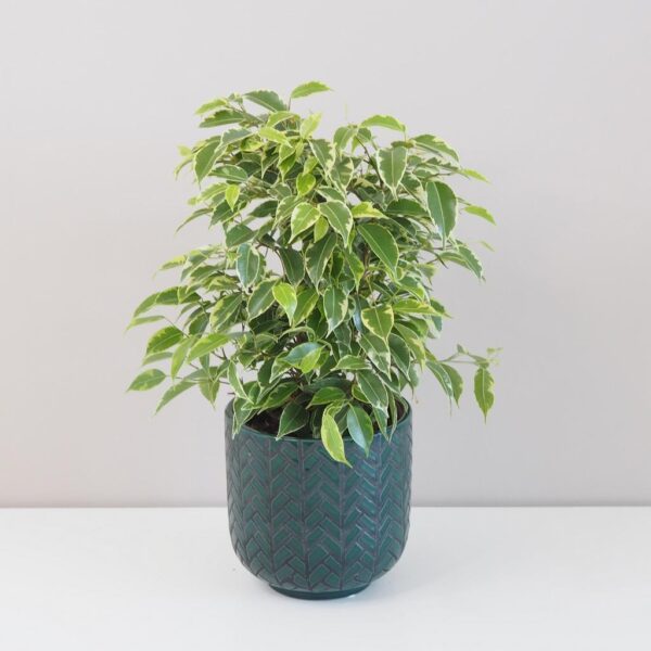 Ficus benjamina ‘Kinky’ - bonsai terárium | rastlinné terárium | nenáročné rastliny | čistiace vzduch rastliny | vlhkomilné rastliny | ťahavé rastliny | izbové rastliny do tieňa | rastliny na rozptýlené svetlo | rastliny na priame slnko | bezpečné rastliny pre deti | bezpečné rastliny pre zvieratá | rastliny do kúpeľne | zelená dekorácia | starostlivosť o rastliny | DIY terárium