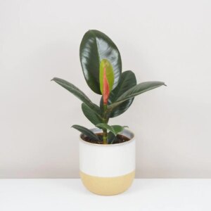 Ficus elastica ‘Robusta’ - bonsai terárium | rastlinné terárium | nenáročné rastliny | čistiace vzduch rastliny | vlhkomilné rastliny | ťahavé rastliny | izbové rastliny do tieňa | rastliny na rozptýlené svetlo | rastliny na priame slnko | bezpečné rastliny pre deti | bezpečné rastliny pre zvieratá | rastliny do kúpeľne | zelená dekorácia | starostlivosť o rastliny | DIY terárium