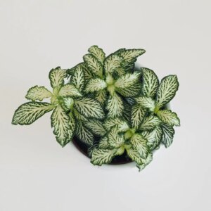 Fittonia mosaic ‘White tiger’ - bonsai terárium | rastlinné terárium | nenáročné rastliny | čistiace vzduch rastliny | vlhkomilné rastliny | ťahavé rastliny | izbové rastliny do tieňa | rastliny na rozptýlené svetlo | rastliny na priame slnko | bezpečné rastliny pre deti | bezpečné rastliny pre zvieratá | rastliny do kúpeľne | zelená dekorácia | starostlivosť o rastliny | DIY terárium