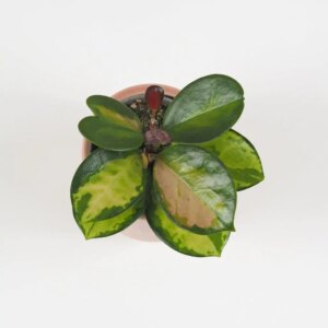 Hoya australis ‘Lisa’ malá - bonsai terárium | rastlinné terárium | nenáročné rastliny | čistiace vzduch rastliny | vlhkomilné rastliny | ťahavé rastliny | izbové rastliny do tieňa | rastliny na rozptýlené svetlo | rastliny na priame slnko | bezpečné rastliny pre deti | bezpečné rastliny pre zvieratá | rastliny do kúpeľne | zelená dekorácia | starostlivosť o rastliny | DIY terárium