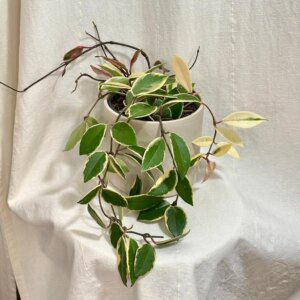 Hoya carnosa ‘Flamingo Dream’ veľká - bonsai terárium | rastlinné terárium | nenáročné rastliny | čistiace vzduch rastliny | vlhkomilné rastliny | ťahavé rastliny | izbové rastliny do tieňa | rastliny na rozptýlené svetlo | rastliny na priame slnko | bezpečné rastliny pre deti | bezpečné rastliny pre zvieratá | rastliny do kúpeľne | zelená dekorácia | starostlivosť o rastliny | DIY terárium