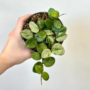 Hoya ‘Mathilde Splash’ veľká - bonsai terárium | rastlinné terárium | nenáročné rastliny | čistiace vzduch rastliny | vlhkomilné rastliny | ťahavé rastliny | izbové rastliny do tieňa | rastliny na rozptýlené svetlo | rastliny na priame slnko | bezpečné rastliny pre deti | bezpečné rastliny pre zvieratá | rastliny do kúpeľne | zelená dekorácia | starostlivosť o rastliny | DIY terárium