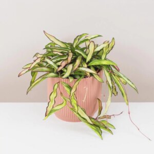 Hoya wayetii ‘Tricolor’ - bonsai terárium | rastlinné terárium | nenáročné rastliny | čistiace vzduch rastliny | vlhkomilné rastliny | ťahavé rastliny | izbové rastliny do tieňa | rastliny na rozptýlené svetlo | rastliny na priame slnko | bezpečné rastliny pre deti | bezpečné rastliny pre zvieratá | rastliny do kúpeľne | zelená dekorácia | starostlivosť o rastliny | DIY terárium