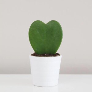 Hoya kerrii - bonsai terárium | rastlinné terárium | nenáročné rastliny | čistiace vzduch rastliny | vlhkomilné rastliny | ťahavé rastliny | izbové rastliny do tieňa | rastliny na rozptýlené svetlo | rastliny na priame slnko | bezpečné rastliny pre deti | bezpečné rastliny pre zvieratá | rastliny do kúpeľne | zelená dekorácia | starostlivosť o rastliny | DIY terárium