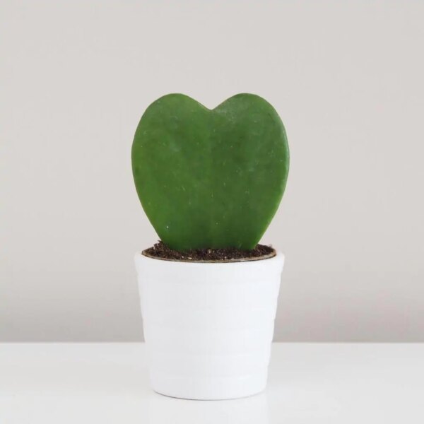 Hoya kerrii - bonsai terárium | rastlinné terárium | nenáročné rastliny | čistiace vzduch rastliny | vlhkomilné rastliny | ťahavé rastliny | izbové rastliny do tieňa | rastliny na rozptýlené svetlo | rastliny na priame slnko | bezpečné rastliny pre deti | bezpečné rastliny pre zvieratá | rastliny do kúpeľne | zelená dekorácia | starostlivosť o rastliny | DIY terárium