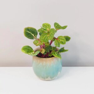 Iresine herbstii ‘Aureoreticulata’ - bonsai terárium | rastlinné terárium | nenáročné rastliny | čistiace vzduch rastliny | vlhkomilné rastliny | ťahavé rastliny | izbové rastliny do tieňa | rastliny na rozptýlené svetlo | rastliny na priame slnko | bezpečné rastliny pre deti | bezpečné rastliny pre zvieratá | rastliny do kúpeľne | zelená dekorácia | starostlivosť o rastliny | DIY terárium