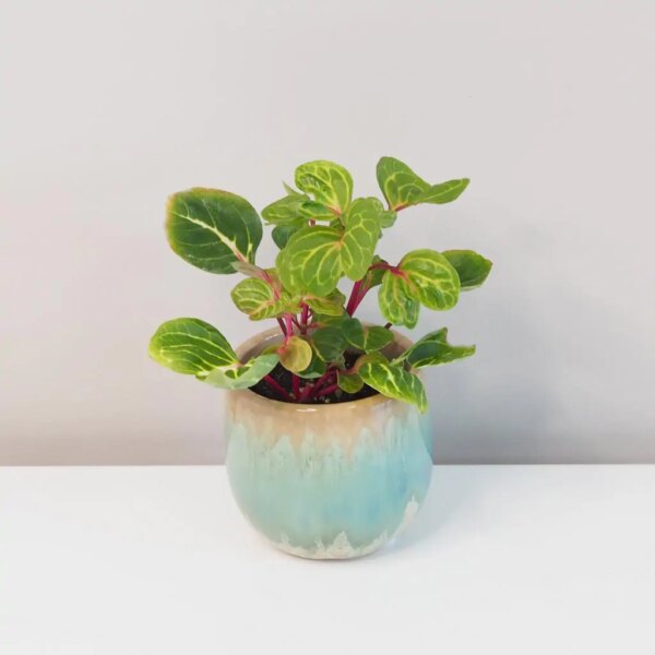 Iresine herbstii ‘Aureoreticulata’ - bonsai terárium | rastlinné terárium | nenáročné rastliny | čistiace vzduch rastliny | vlhkomilné rastliny | ťahavé rastliny | izbové rastliny do tieňa | rastliny na rozptýlené svetlo | rastliny na priame slnko | bezpečné rastliny pre deti | bezpečné rastliny pre zvieratá | rastliny do kúpeľne | zelená dekorácia | starostlivosť o rastliny | DIY terárium