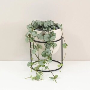 Lampášik / Ceropegia woodii ‘Silver Glory’ - bonsai terárium | rastlinné terárium | nenáročné rastliny | čistiace vzduch rastliny | vlhkomilné rastliny | ťahavé rastliny | izbové rastliny do tieňa | rastliny na rozptýlené svetlo | rastliny na priame slnko | bezpečné rastliny pre deti | bezpečné rastliny pre zvieratá | rastliny do kúpeľne | zelená dekorácia | starostlivosť o rastliny | DIY terárium