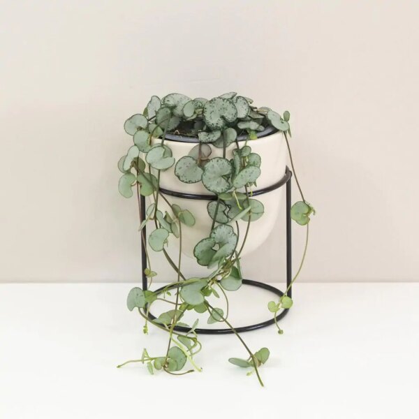 Lampášik / Ceropegia woodii ‘Silver Glory’ - bonsai terárium | rastlinné terárium | nenáročné rastliny | čistiace vzduch rastliny | vlhkomilné rastliny | ťahavé rastliny | izbové rastliny do tieňa | rastliny na rozptýlené svetlo | rastliny na priame slnko | bezpečné rastliny pre deti | bezpečné rastliny pre zvieratá | rastliny do kúpeľne | zelená dekorácia | starostlivosť o rastliny | DIY terárium