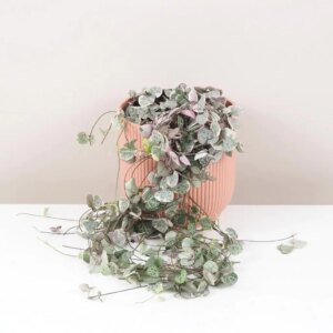 Lampášik / Ceropegia woodii ‘Variegata’ maxi - bonsai terárium | rastlinné terárium | nenáročné rastliny | čistiace vzduch rastliny | vlhkomilné rastliny | ťahavé rastliny | izbové rastliny do tieňa | rastliny na rozptýlené svetlo | rastliny na priame slnko | bezpečné rastliny pre deti | bezpečné rastliny pre zvieratá | rastliny do kúpeľne | zelená dekorácia | starostlivosť o rastliny | DIY terárium