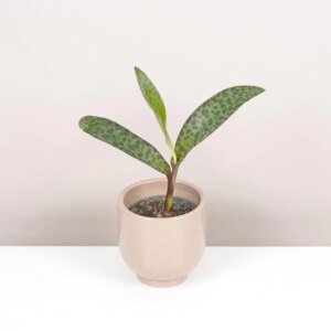 Ledebouria socialis - bonsai terárium | rastlinné terárium | nenáročné rastliny | čistiace vzduch rastliny | vlhkomilné rastliny | ťahavé rastliny | izbové rastliny do tieňa | rastliny na rozptýlené svetlo | rastliny na priame slnko | bezpečné rastliny pre deti | bezpečné rastliny pre zvieratá | rastliny do kúpeľne | zelená dekorácia | starostlivosť o rastliny | DIY terárium