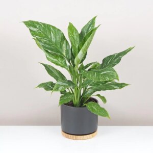 Lopatkovec / Spathiphyllum wallisii ‘Diamond’ veľký - bonsai terárium | rastlinné terárium | nenáročné rastliny | čistiace vzduch rastliny | vlhkomilné rastliny | ťahavé rastliny | izbové rastliny do tieňa | rastliny na rozptýlené svetlo | rastliny na priame slnko | bezpečné rastliny pre deti | bezpečné rastliny pre zvieratá | rastliny do kúpeľne | zelená dekorácia | starostlivosť o rastliny | DIY terárium