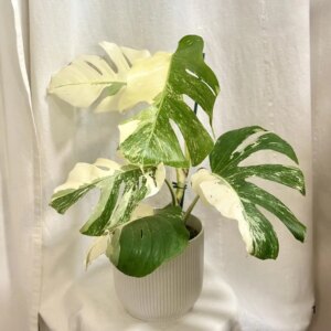 Monstera deliciosa ‘Albo-Variegata’ 1 - bonsai terárium | rastlinné terárium | nenáročné rastliny | čistiace vzduch rastliny | vlhkomilné rastliny | ťahavé rastliny | izbové rastliny do tieňa | rastliny na rozptýlené svetlo | rastliny na priame slnko | bezpečné rastliny pre deti | bezpečné rastliny pre zvieratá | rastliny do kúpeľne | zelená dekorácia | starostlivosť o rastliny | DIY terárium