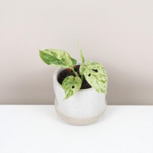 Monstera ‘Frozen Freckles’ - bonsai terárium | rastlinné terárium | nenáročné rastliny | čistiace vzduch rastliny | vlhkomilné rastliny | ťahavé rastliny | izbové rastliny do tieňa | rastliny na rozptýlené svetlo | rastliny na priame slnko | bezpečné rastliny pre deti | bezpečné rastliny pre zvieratá | rastliny do kúpeľne | zelená dekorácia | starostlivosť o rastliny | DIY terárium