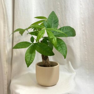 Pachira aquatica - bonsai terárium | rastlinné terárium | nenáročné rastliny | čistiace vzduch rastliny | vlhkomilné rastliny | ťahavé rastliny | izbové rastliny do tieňa | rastliny na rozptýlené svetlo | rastliny na priame slnko | bezpečné rastliny pre deti | bezpečné rastliny pre zvieratá | rastliny do kúpeľne | zelená dekorácia | starostlivosť o rastliny | DIY terárium