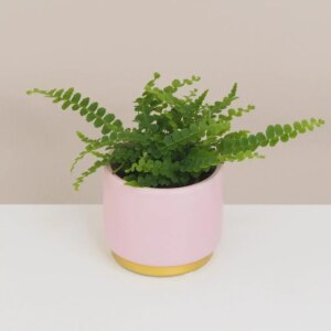 Papraď Nefrolepka ‘Duffii’ mini - bonsai terárium | rastlinné terárium | nenáročné rastliny | čistiace vzduch rastliny | vlhkomilné rastliny | ťahavé rastliny | izbové rastliny do tieňa | rastliny na rozptýlené svetlo | rastliny na priame slnko | bezpečné rastliny pre deti | bezpečné rastliny pre zvieratá | rastliny do kúpeľne | zelená dekorácia | starostlivosť o rastliny | DIY terárium
