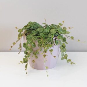 Peperomia prostrata veľká - bonsai terárium | rastlinné terárium | nenáročné rastliny | čistiace vzduch rastliny | vlhkomilné rastliny | ťahavé rastliny | izbové rastliny do tieňa | rastliny na rozptýlené svetlo | rastliny na priame slnko | bezpečné rastliny pre deti | bezpečné rastliny pre zvieratá | rastliny do kúpeľne | zelená dekorácia | starostlivosť o rastliny | DIY terárium