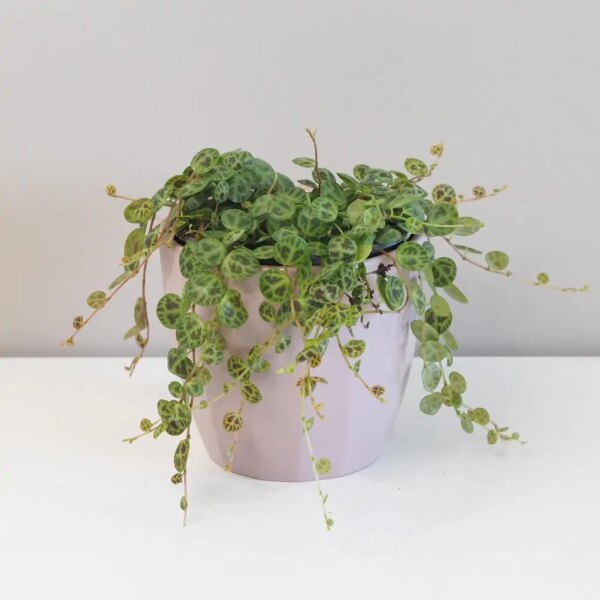 Peperomia prostrata veľká - bonsai terárium | rastlinné terárium | nenáročné rastliny | čistiace vzduch rastliny | vlhkomilné rastliny | ťahavé rastliny | izbové rastliny do tieňa | rastliny na rozptýlené svetlo | rastliny na priame slnko | bezpečné rastliny pre deti | bezpečné rastliny pre zvieratá | rastliny do kúpeľne | zelená dekorácia | starostlivosť o rastliny | DIY terárium