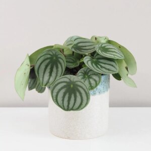 Peperomia argyreia ‘Watermelon’ - bonsai terárium | rastlinné terárium | nenáročné rastliny | čistiace vzduch rastliny | vlhkomilné rastliny | ťahavé rastliny | izbové rastliny do tieňa | rastliny na rozptýlené svetlo | rastliny na priame slnko | bezpečné rastliny pre deti | bezpečné rastliny pre zvieratá | rastliny do kúpeľne | zelená dekorácia | starostlivosť o rastliny | DIY terárium