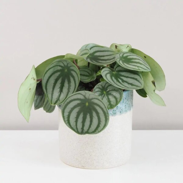 Peperomia argyreia ‘Watermelon’ - bonsai terárium | rastlinné terárium | nenáročné rastliny | čistiace vzduch rastliny | vlhkomilné rastliny | ťahavé rastliny | izbové rastliny do tieňa | rastliny na rozptýlené svetlo | rastliny na priame slnko | bezpečné rastliny pre deti | bezpečné rastliny pre zvieratá | rastliny do kúpeľne | zelená dekorácia | starostlivosť o rastliny | DIY terárium