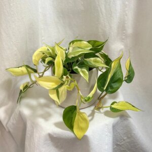 Philodendron hederaceum ‘Rio’ - bonsai terárium | rastlinné terárium | nenáročné rastliny | čistiace vzduch rastliny | vlhkomilné rastliny | ťahavé rastliny | izbové rastliny do tieňa | rastliny na rozptýlené svetlo | rastliny na priame slnko | bezpečné rastliny pre deti | bezpečné rastliny pre zvieratá | rastliny do kúpeľne | zelená dekorácia | starostlivosť o rastliny | DIY terárium
