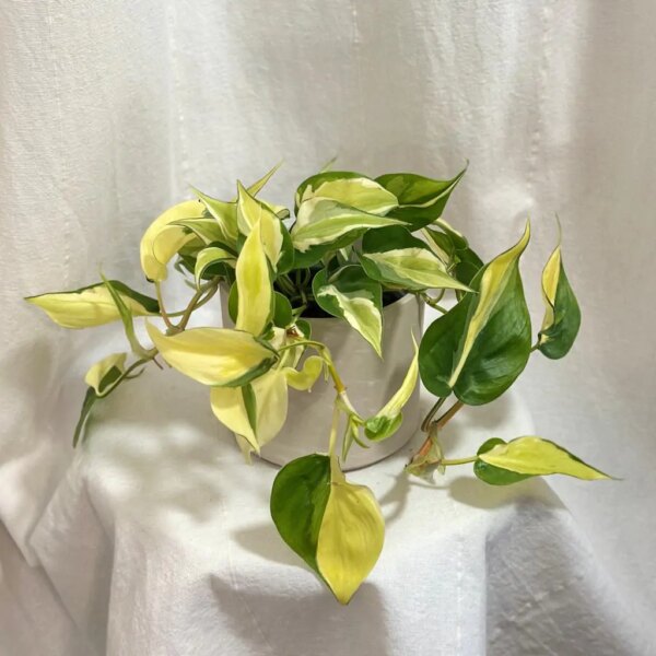 Philodendron hederaceum ‘Rio’ - bonsai terárium | rastlinné terárium | nenáročné rastliny | čistiace vzduch rastliny | vlhkomilné rastliny | ťahavé rastliny | izbové rastliny do tieňa | rastliny na rozptýlené svetlo | rastliny na priame slnko | bezpečné rastliny pre deti | bezpečné rastliny pre zvieratá | rastliny do kúpeľne | zelená dekorácia | starostlivosť o rastliny | DIY terárium