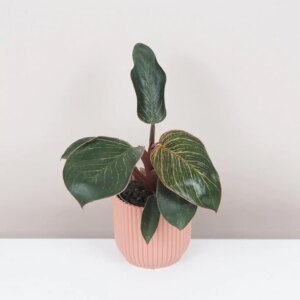 Philodendron ‘Pink Bikini’ / ‘Pink Birkin’ malý - bonsai terárium | rastlinné terárium | nenáročné rastliny | čistiace vzduch rastliny | vlhkomilné rastliny | ťahavé rastliny | izbové rastliny do tieňa | rastliny na rozptýlené svetlo | rastliny na priame slnko | bezpečné rastliny pre deti | bezpečné rastliny pre zvieratá | rastliny do kúpeľne | zelená dekorácia | starostlivosť o rastliny | DIY terárium
