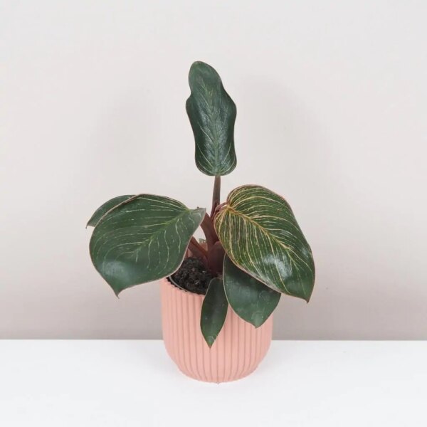 Philodendron ‘Pink Bikini’ / ‘Pink Birkin’ malý - bonsai terárium | rastlinné terárium | nenáročné rastliny | čistiace vzduch rastliny | vlhkomilné rastliny | ťahavé rastliny | izbové rastliny do tieňa | rastliny na rozptýlené svetlo | rastliny na priame slnko | bezpečné rastliny pre deti | bezpečné rastliny pre zvieratá | rastliny do kúpeľne | zelená dekorácia | starostlivosť o rastliny | DIY terárium