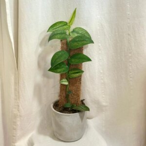 Rhaphidophora hongkongensis variegata - bonsai terárium | rastlinné terárium | nenáročné rastliny | čistiace vzduch rastliny | vlhkomilné rastliny | ťahavé rastliny | izbové rastliny do tieňa | rastliny na rozptýlené svetlo | rastliny na priame slnko | bezpečné rastliny pre deti | bezpečné rastliny pre zvieratá | rastliny do kúpeľne | zelená dekorácia | starostlivosť o rastliny | DIY terárium