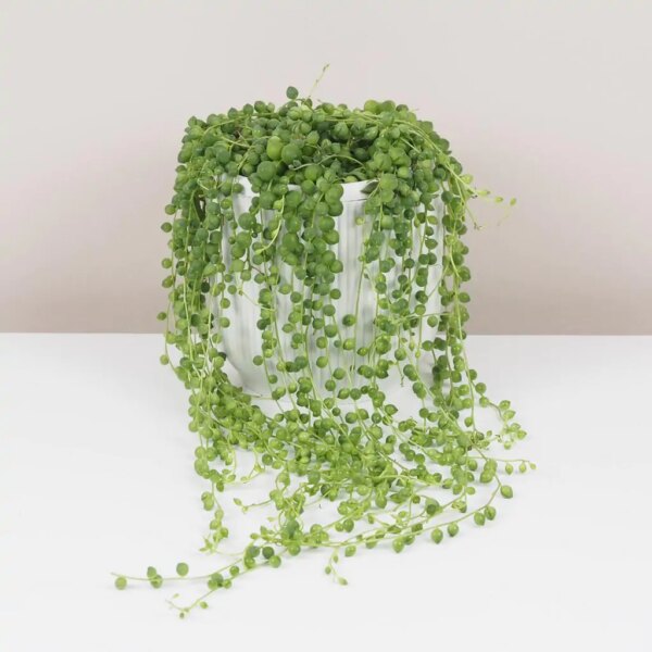 Starček / Senecio rowleyanus maxi - bonsai terárium | rastlinné terárium | nenáročné rastliny | čistiace vzduch rastliny | vlhkomilné rastliny | ťahavé rastliny | izbové rastliny do tieňa | rastliny na rozptýlené svetlo | rastliny na priame slnko | bezpečné rastliny pre deti | bezpečné rastliny pre zvieratá | rastliny do kúpeľne | zelená dekorácia | starostlivosť o rastliny | DIY terárium