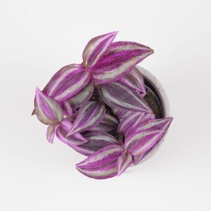 Tradescantia ‘Pink Paradise’ malá - bonsai terárium | rastlinné terárium | nenáročné rastliny | čistiace vzduch rastliny | vlhkomilné rastliny | ťahavé rastliny | izbové rastliny do tieňa | rastliny na rozptýlené svetlo | rastliny na priame slnko | bezpečné rastliny pre deti | bezpečné rastliny pre zvieratá | rastliny do kúpeľne | zelená dekorácia | starostlivosť o rastliny | DIY terárium