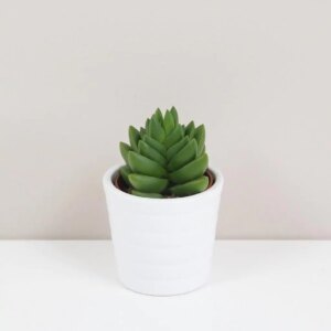 Tučnolist / Crassula ‘Ben’ malá - bonsai terárium | rastlinné terárium | nenáročné rastliny | čistiace vzduch rastliny | vlhkomilné rastliny | ťahavé rastliny | izbové rastliny do tieňa | rastliny na rozptýlené svetlo | rastliny na priame slnko | bezpečné rastliny pre deti | bezpečné rastliny pre zvieratá | rastliny do kúpeľne | zelená dekorácia | starostlivosť o rastliny | DIY terárium